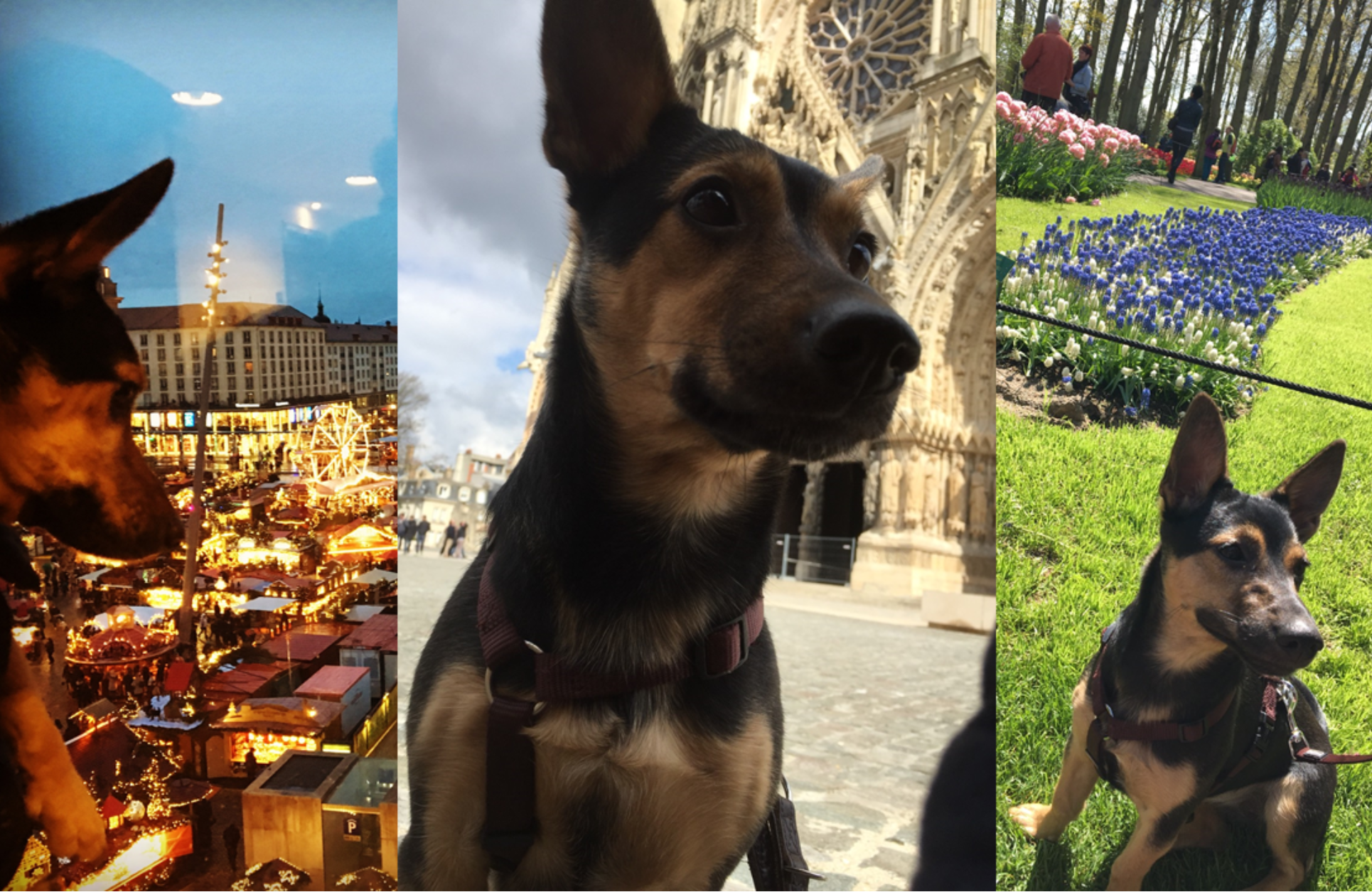 愛犬とヨーロッパ旅行